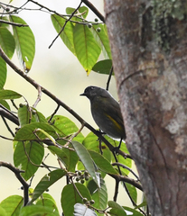 Phainoptila melanoxantha