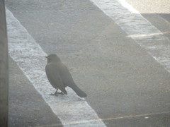 Euphagus cyanocephalus