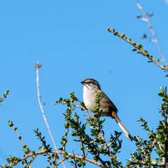 Rhynchospiza strigiceps