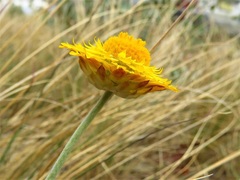 Leucochrysum albicans albicans