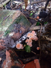 Marasmius spegazzinii
