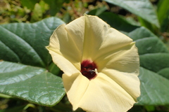 Hewittia malabarica