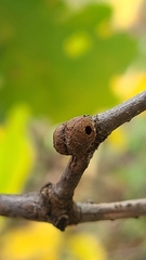 Andricus indistinctus