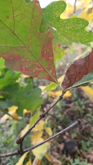 Andricus indistinctus