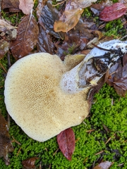 Suillus pseudobrevipes