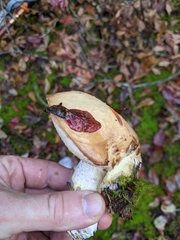 Suillus pseudobrevipes