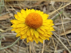 Leucochrysum albicans albicans