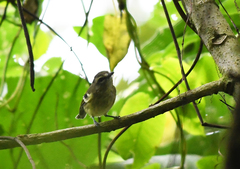 Vireo carmioli