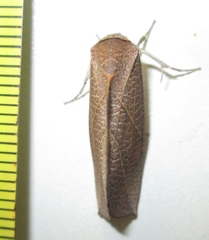 Arcyophora longivalvis