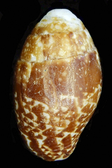 Pyrene punctata