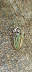 Physonota stigmatilis