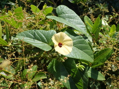 Hewittia malabarica