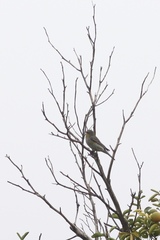 Setophaga coronata
