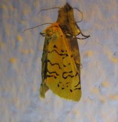 Chrysoecia atrolinea