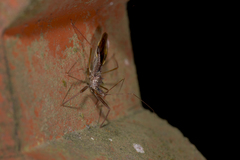 Epidaus