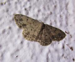 Scopula plantagenaria