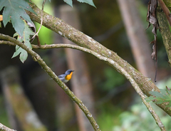 Oreothlypis gutturalis