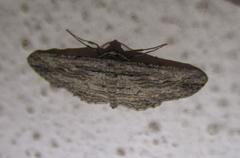 Iridopsis obliquaria