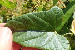 Hewittia malabarica