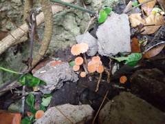 Marasmius spegazzinii
