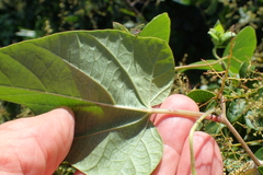 Hewittia malabarica
