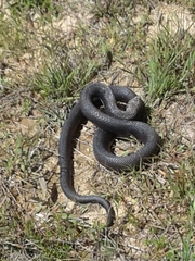Pituophis melanoleucus lodingi