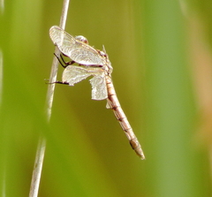 Libellula comanche