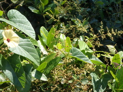 Hewittia malabarica