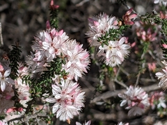 Calytrix alpestris