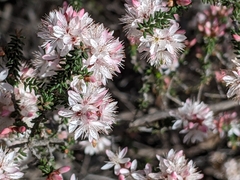 Calytrix alpestris