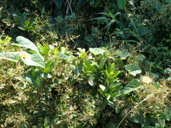 Hewittia malabarica