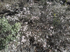 Calytrix alpestris