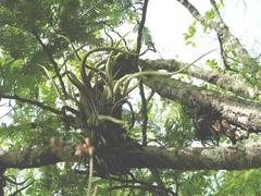 Tillandsia caput-medusae