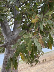 Quercus castaneifolia