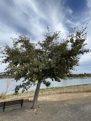 Quercus castaneifolia