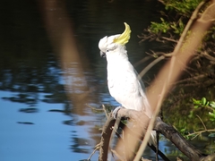 Cacatua galerita galerita