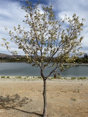 Quercus castaneifolia