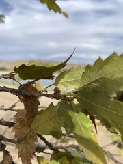 Quercus castaneifolia