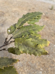 Quercus castaneifolia