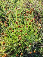 Helenium thurberi