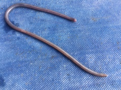 Leptotyphlopidae