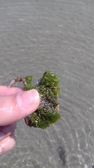 Liocarcinus marmoreus