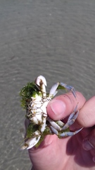 Liocarcinus marmoreus