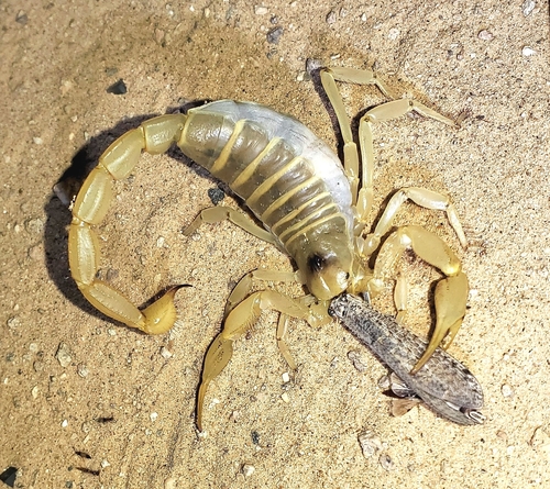 Desert Hairy Scorpion photo 6