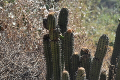 Haageocereus acranthus