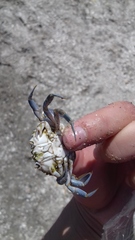 Liocarcinus marmoreus