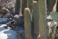 Haageocereus acranthus