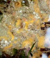 Ectopleura crocea