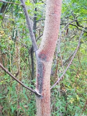 Carya cordiformis