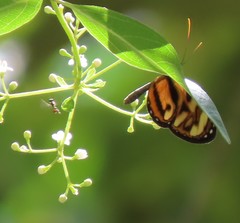 Ithomia iphianassa iphianassa
